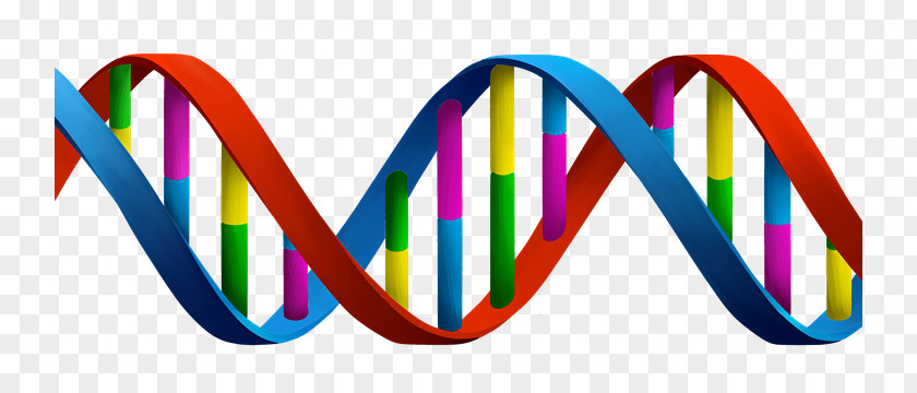 IU DNA Cell Vector Gene Clip Art PNG