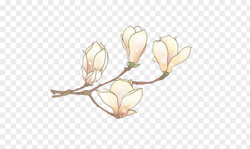 White Orchid Flowers Narcissus Pseudonarcissus Plant Raster Graphics Bud PNG