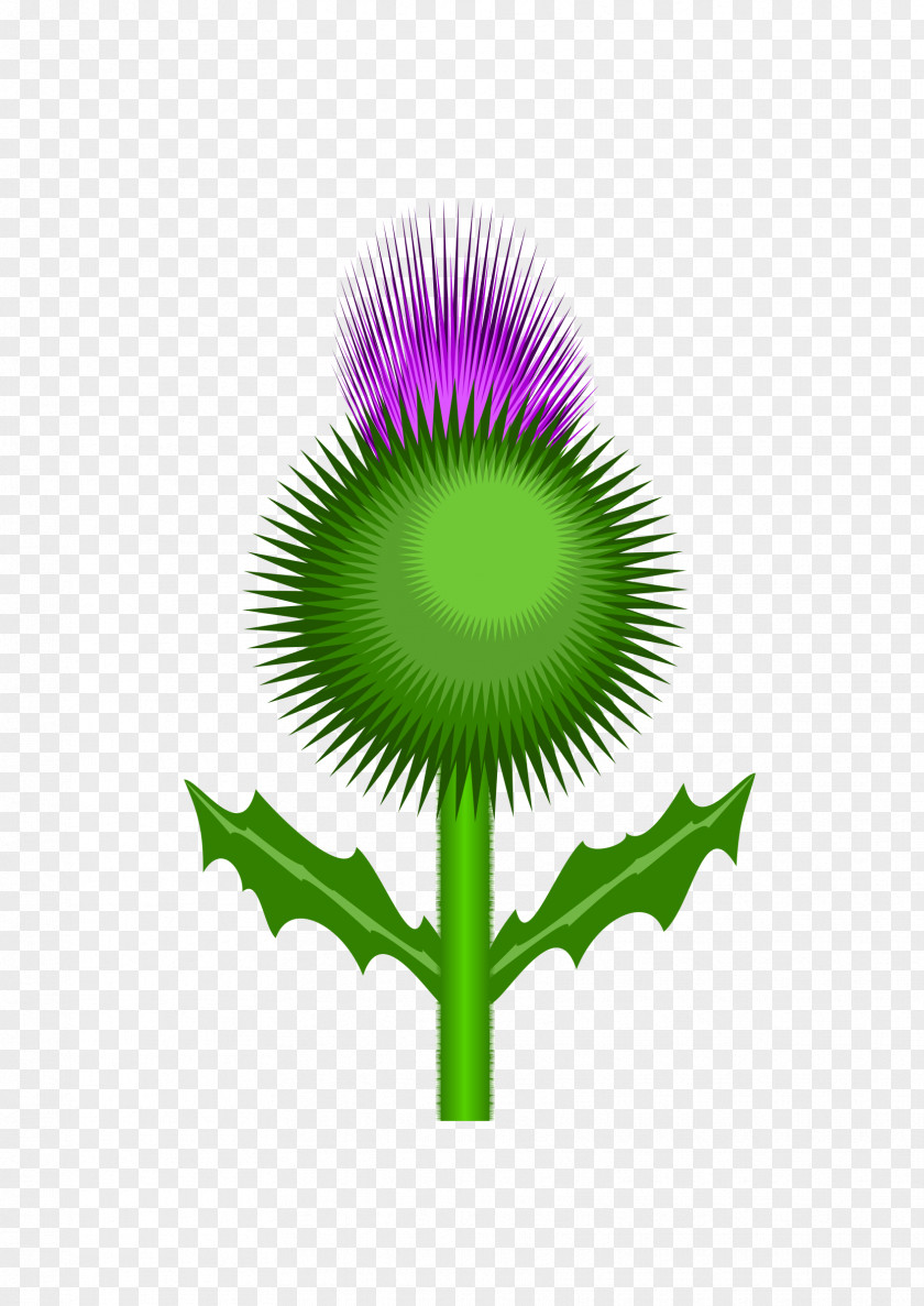 Celtic Scotland Thistle Clip Art PNG