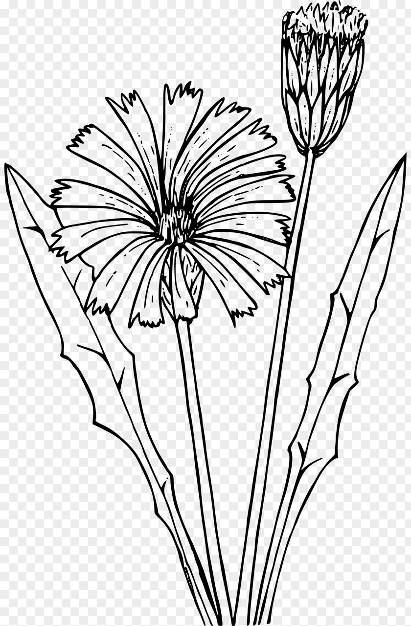 Dandelion Coloring Book Drawing Flatweed PNG