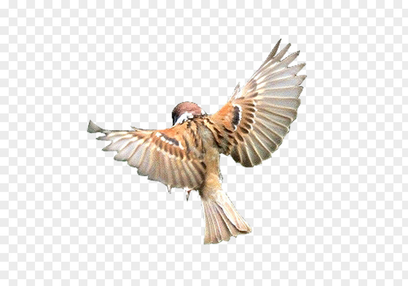 Hawaii Eagle Bird Flight Beak Finch PNG