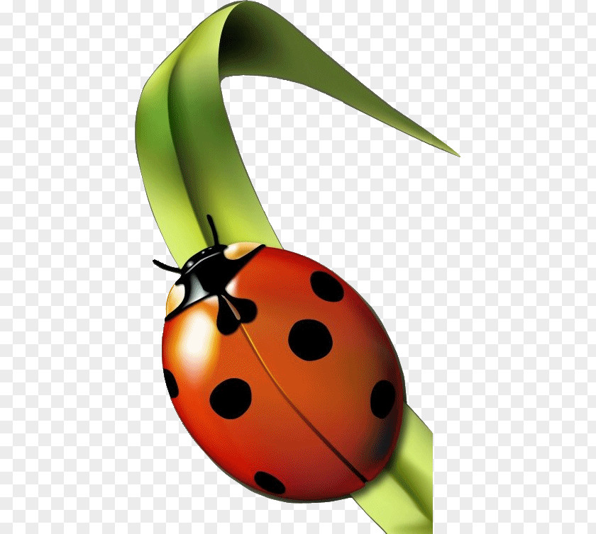 Insect Seven-spot Ladybird Aphid Garderie Coccinelles (Les) Clip Art PNG