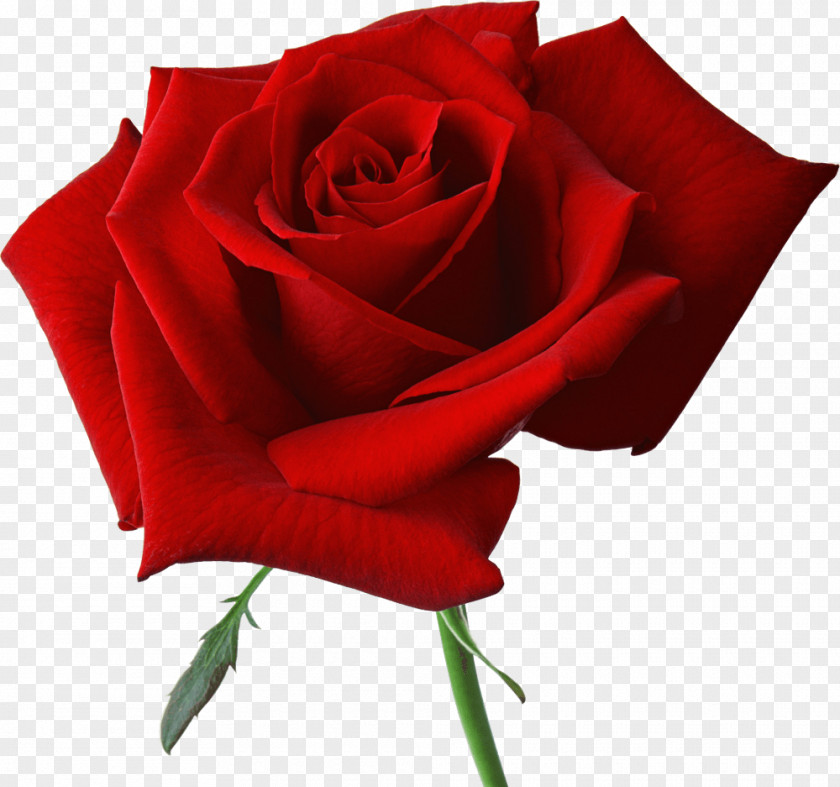 Red Rose Image Picture Download Flower Bride Film Director Wedding PNG