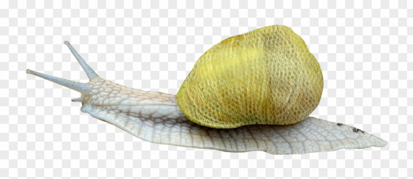Snail Escargot Orthogastropoda Clip Art PNG