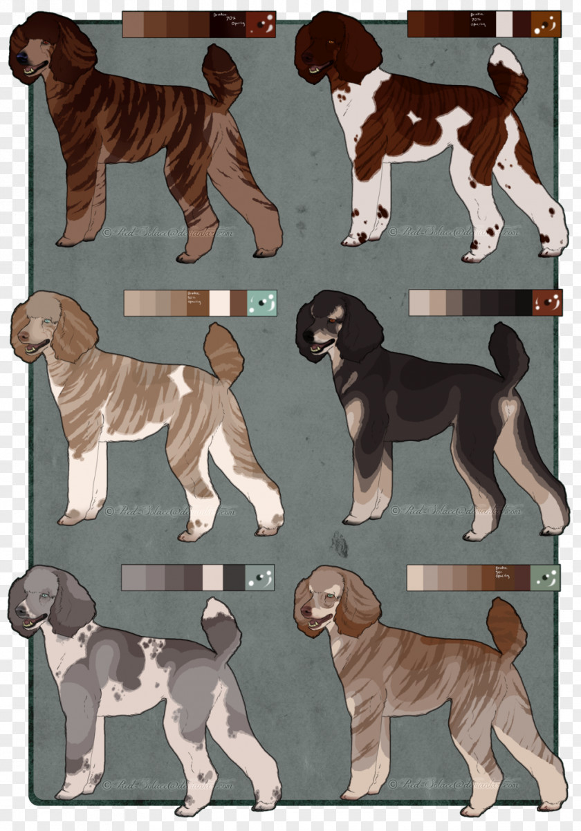 Standard Poodle Dog Breed Sporting Group Crossbreed PNG