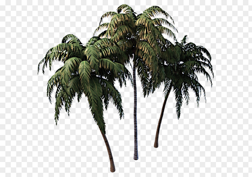 Vascular Plant Arecales Palm Tree PNG