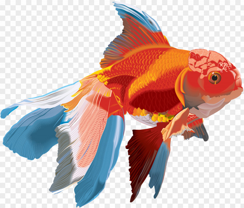 Creatures Goldfish Watercolor Painting PNG