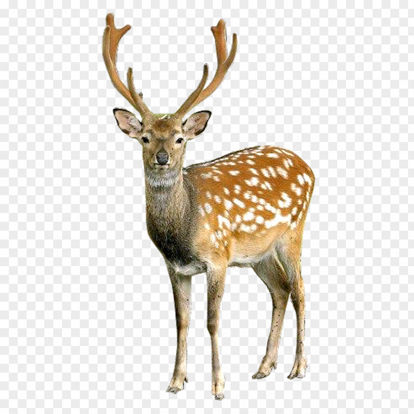 Deer Image Roe Reindeer Moose PNG