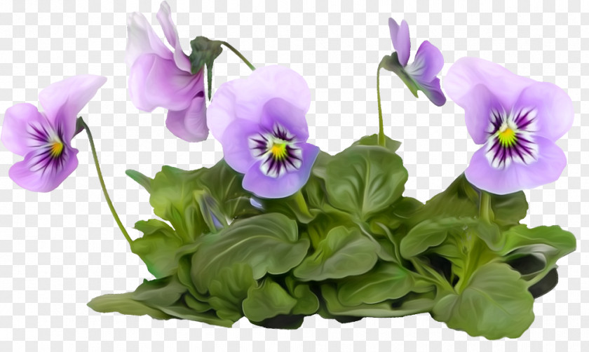 Pansy Flower First Day Of Summer Holiday Ansichtkaart PNG