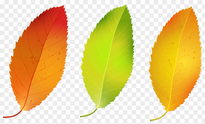 Three Fall Leaves Set Clipart Image Leaf PNG
