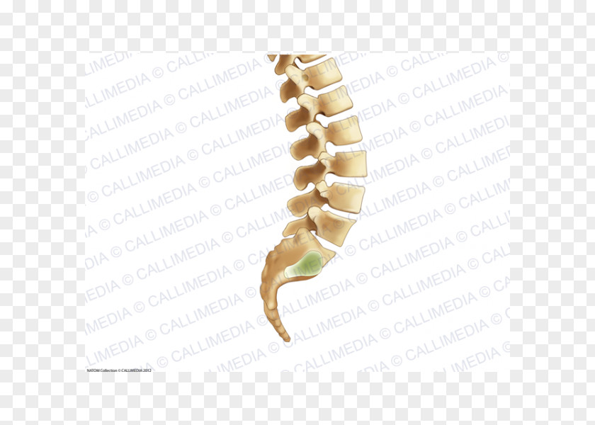Vertebral Column Bone Rachis Human Anatomy Skeleton PNG