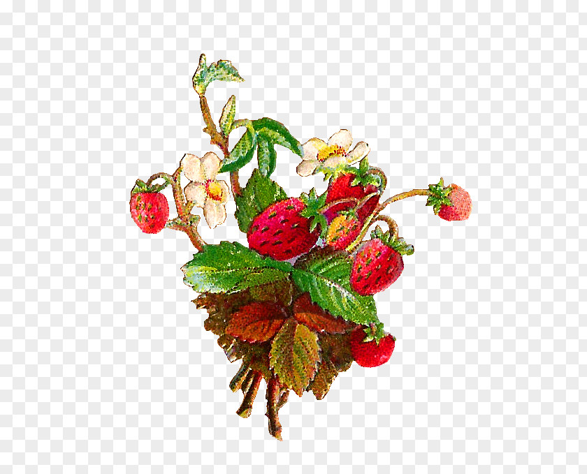Vintage Flower Wild Strawberry Pie Fruit Clip Art PNG