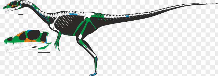 Dinosaur Dracoraptor Ceratosaurus Skeleton Jurassic PNG