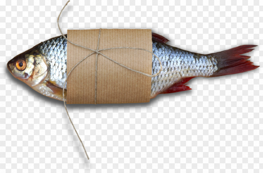 Fish Diabetes Mellitus Disease Type 2 European Perch PNG