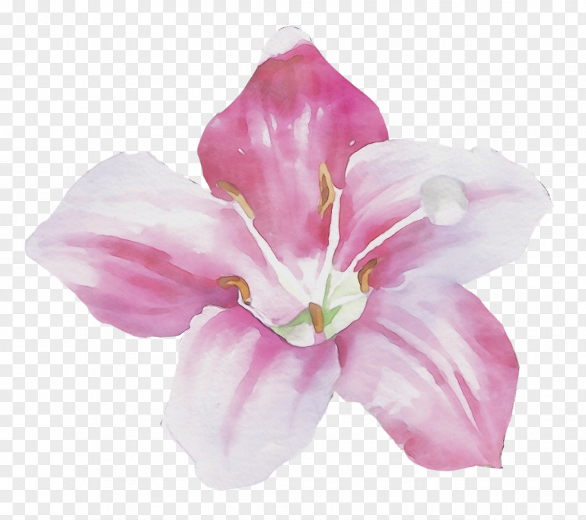 Floral Design PNG