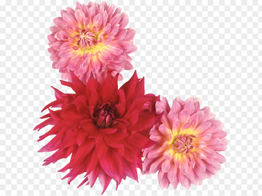 Flower Dahlia Photography PNG