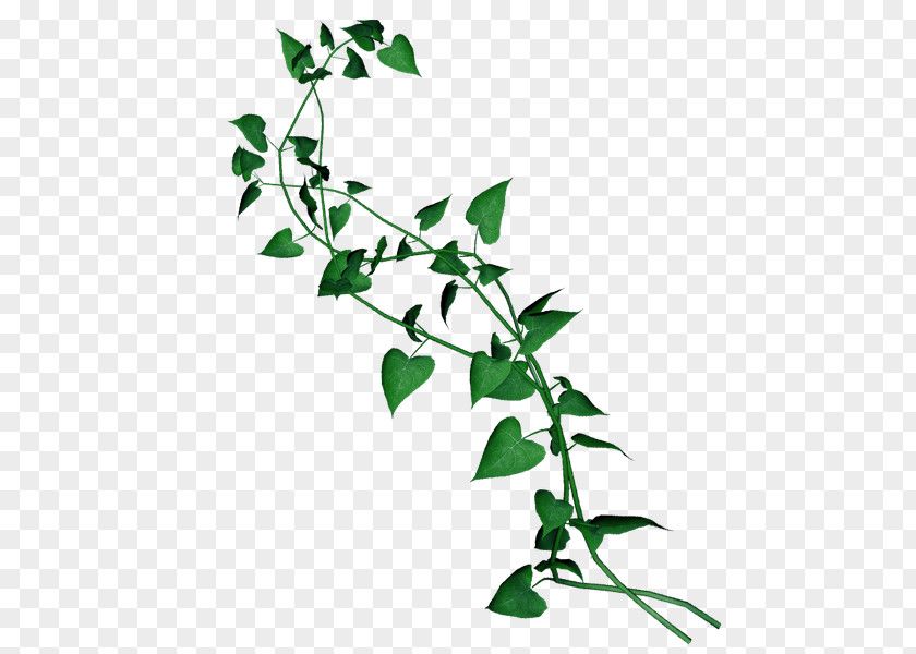 Leaf Liana Common Ivy Evergreen PNG