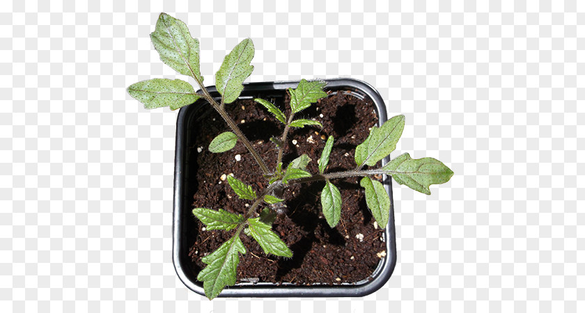 Plant Grow Cherry Tomato Leaf Plants Image Your Indoor Garden PNG