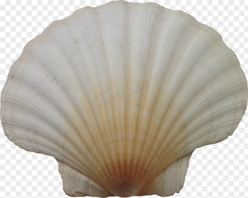 Seashell Cockle PNG