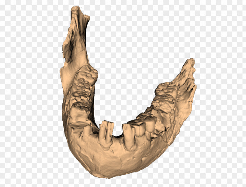 Skull Olduvai Gorge Jaw Paranthropus Aethiopicus Boisei Robustus PNG