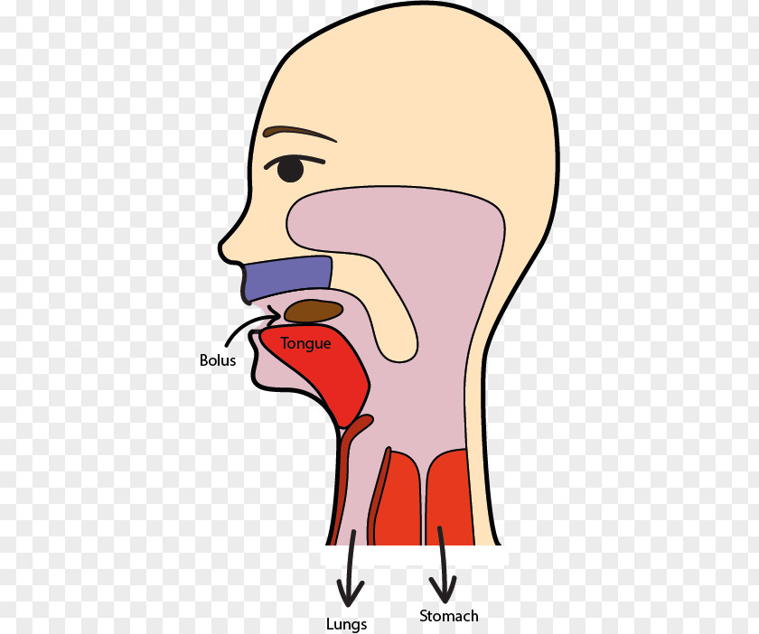 Swallow Anatomy Clip Art Swallowing Food Eating Openclipart PNG
