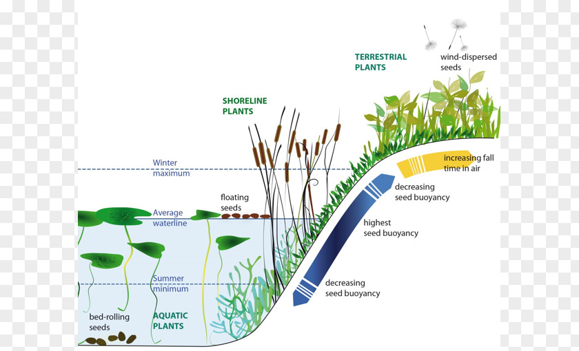 Aquatic Plants Utrecht University With Seeds Seed Dispersal PNG