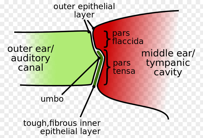 Ear Eardrum Membrane Cochlea Hearing PNG
