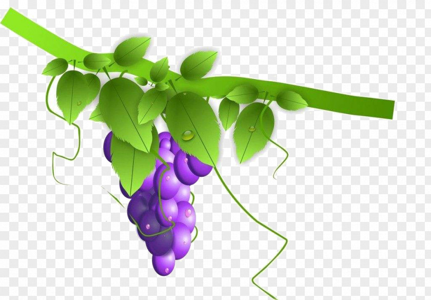 Hand Painted Patterns Of Grape Vines Grapevines PNG