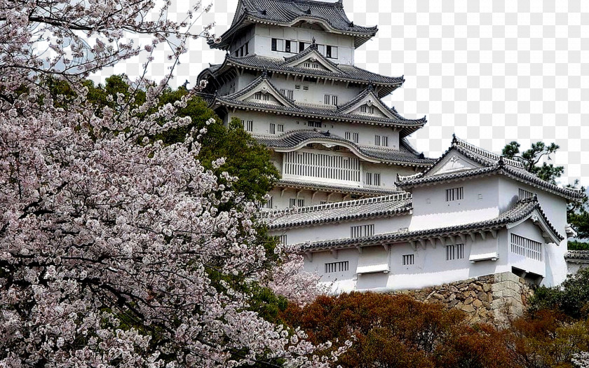 Osaka City Castle Cherry Blossom Tourism PNG