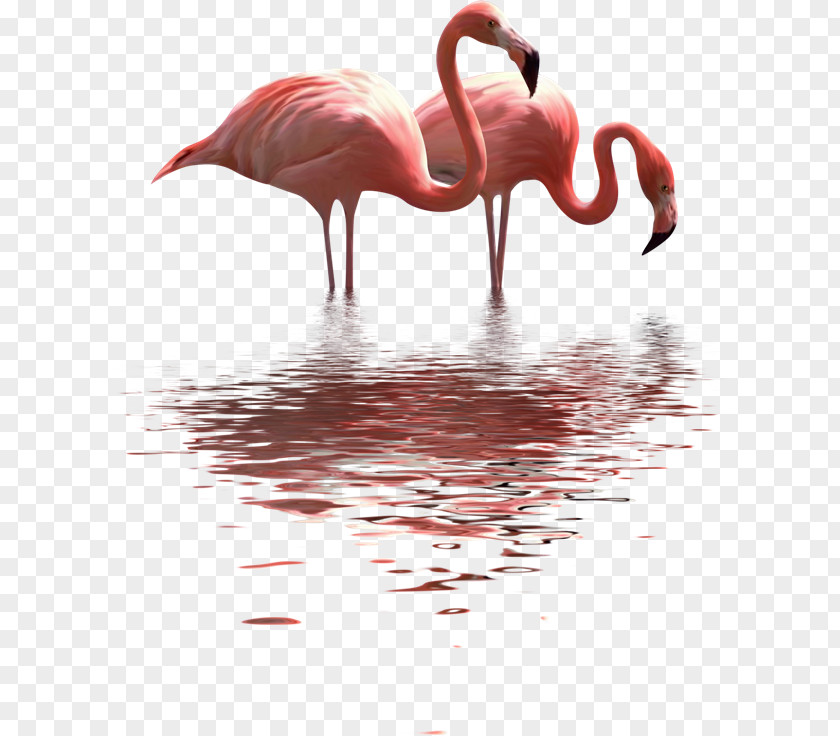 Painting Paper Clip Flamingo PNG