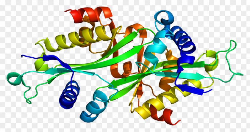 Sat Acetyltransferase Protein SAT1 Gene Polyamine-modulated Factor 1 PNG