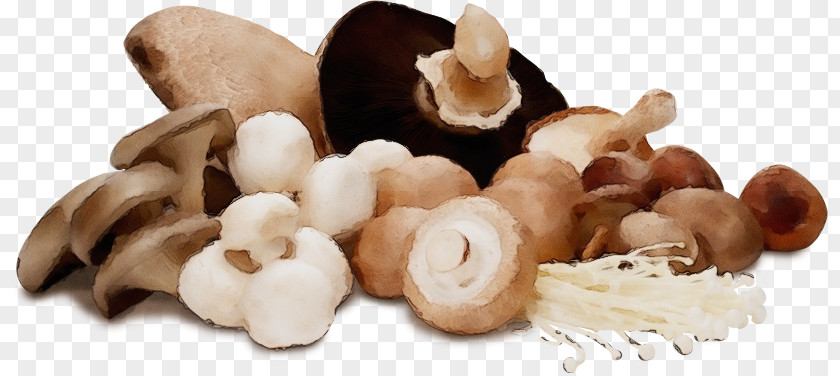 Superfood Edible Mushroom Champignon Ingredient Shiitake Agaricus PNG