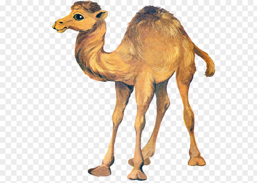 Bactrian Camel Drawing Dromedary Clip Art PNG