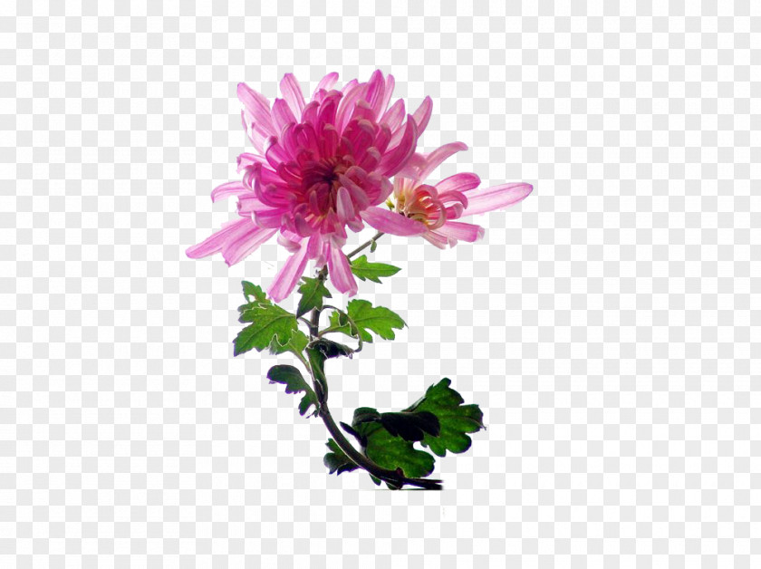 Chrysanthemum Indicum Tea Cut Flowers PNG
