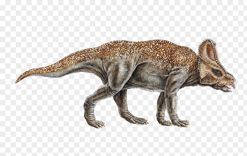 Dinosaurs Avaceratops Utahceratops Late Cretaceous Einiosaurus PNG