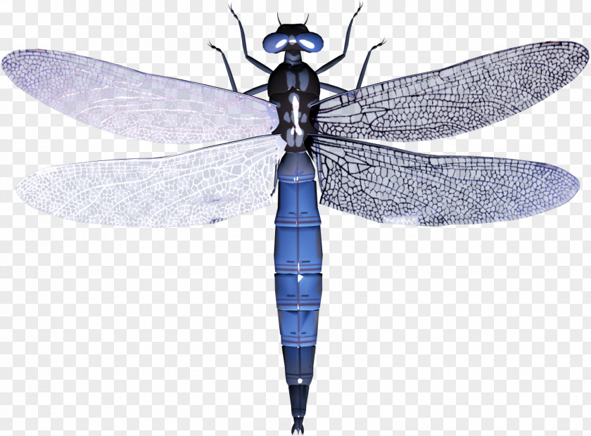 Dragonfly PNG clipart PNG