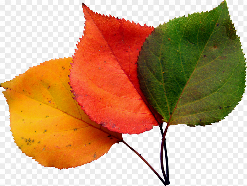 Leaf Ogit Clip Art PNG