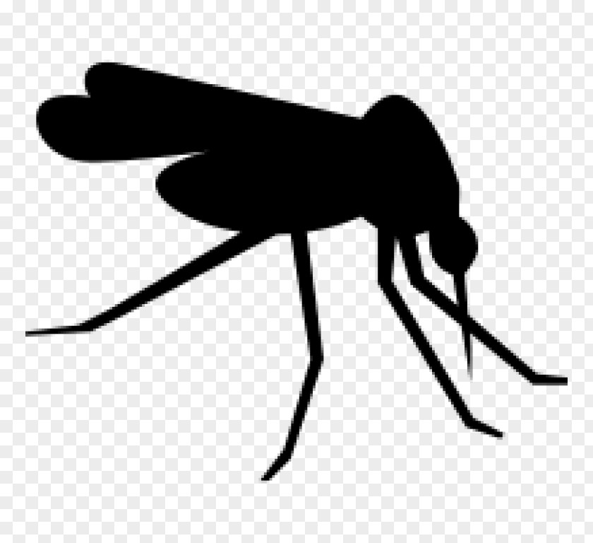 Mosquito Clip Art PNG