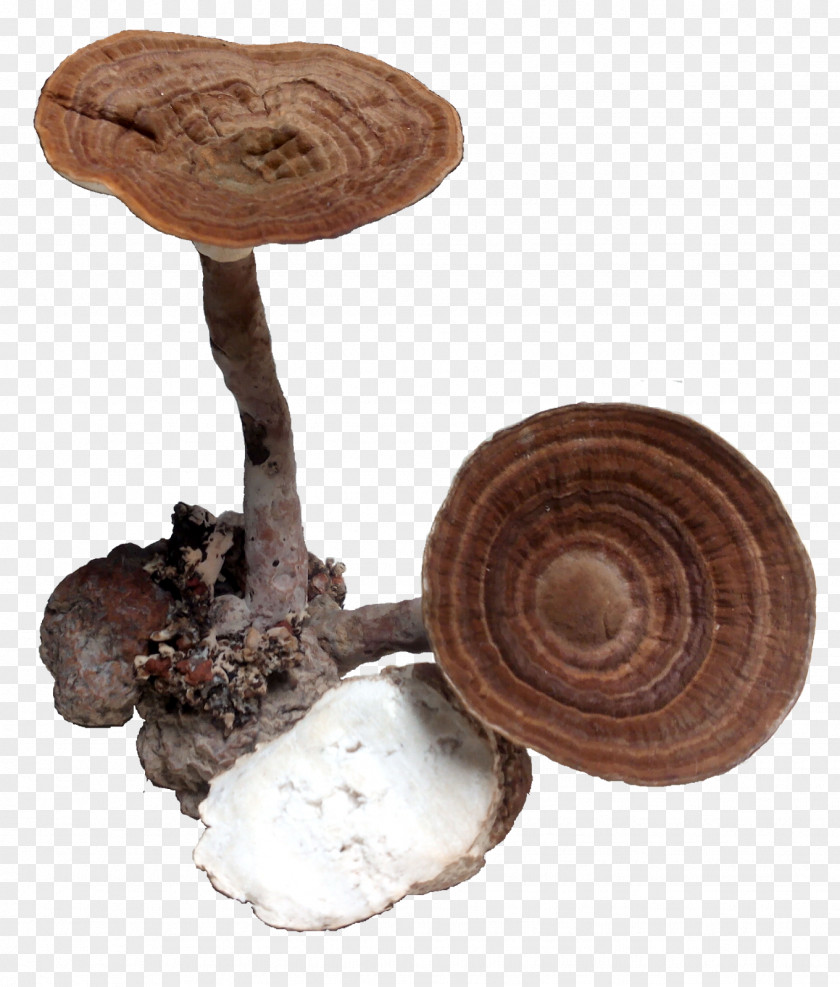 Mushroom Shiitake Medicinal Fungi Medicine PNG
