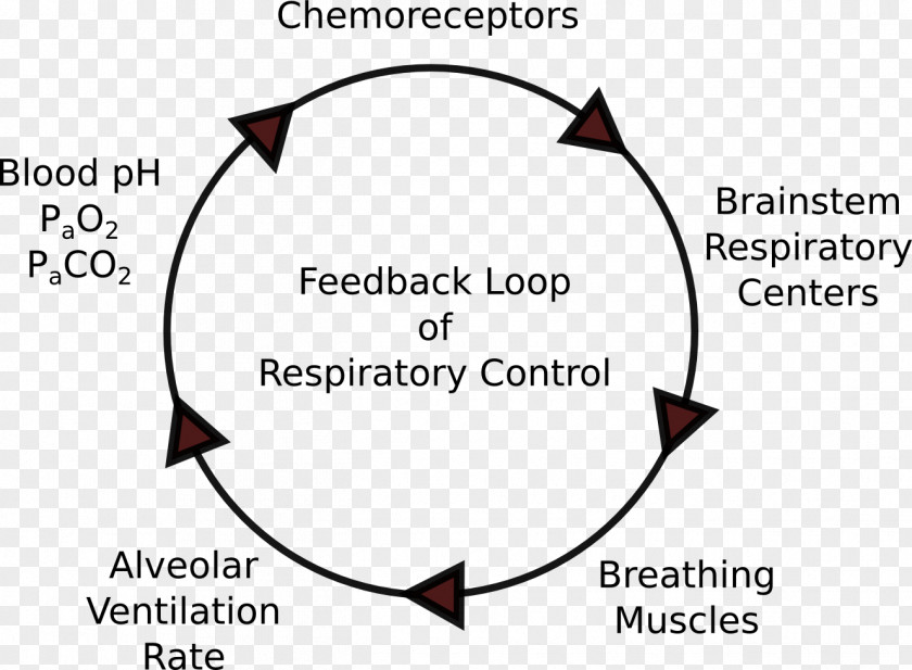 Positive Feedback Negative Respiration Respiratory System Causal Loop Diagram PNG