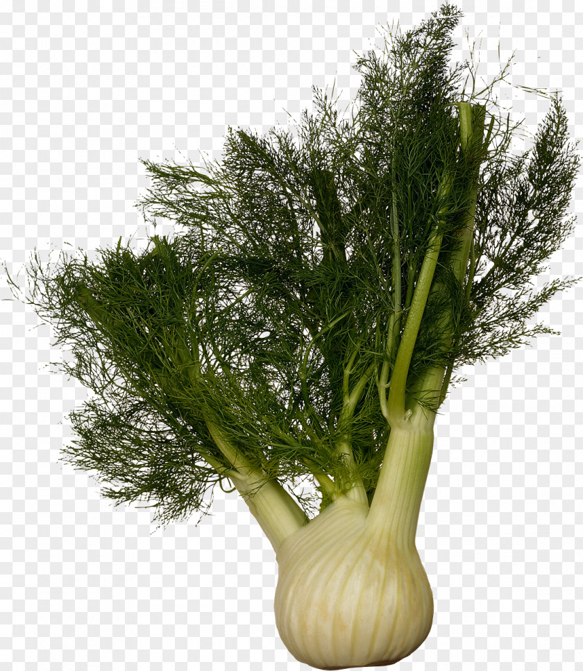 Shrimps Fennel Plant Vegetable Dill Foeniculum Vulgare Var. Dulce PNG