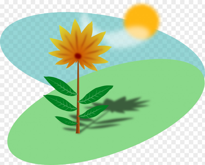 Spring Plant Common Sunflower Clip Art PNG