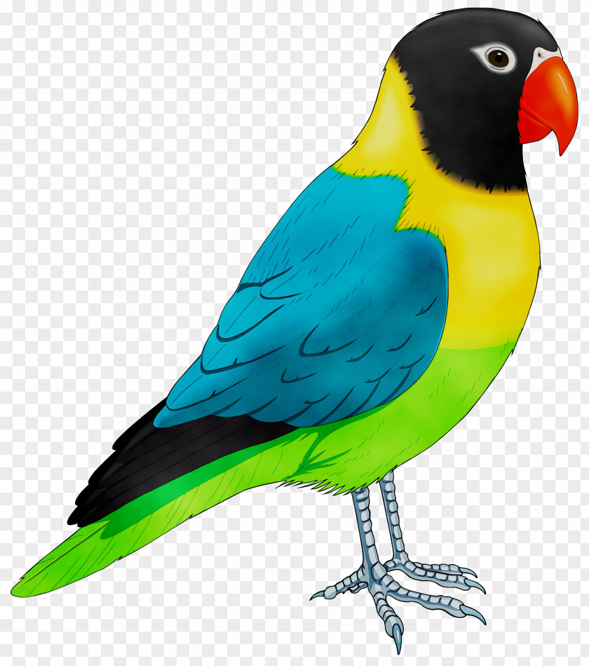 Budgerigar Lovebird Macaw Parrot Loriini PNG