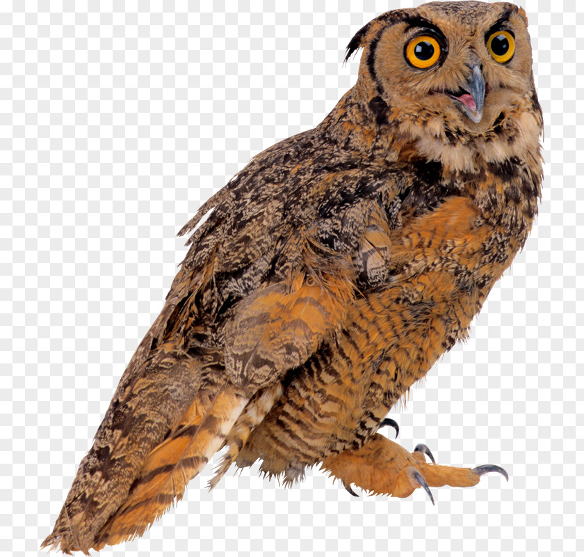 Chop Bird Owl Clip Art PNG