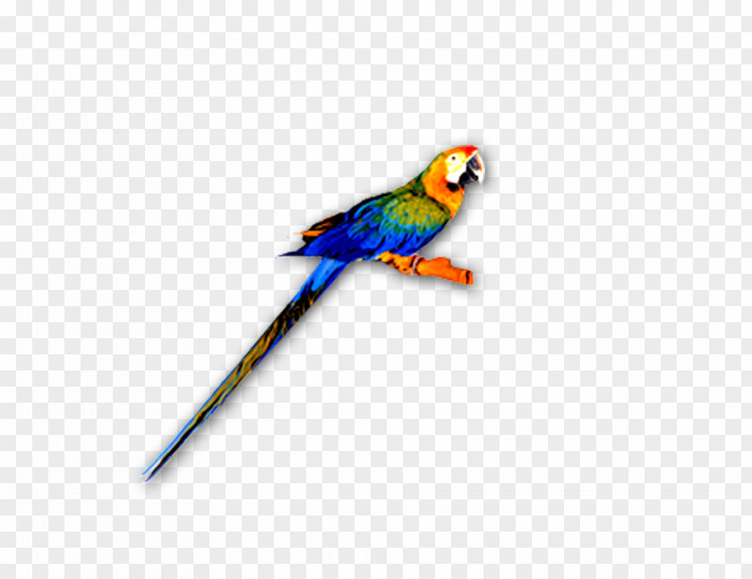 Parrot Macaw Lories And Lorikeets Feather Parakeet Beak PNG