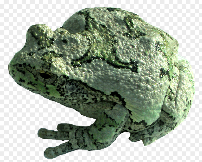 Rm True Frog PhotoScape GIMP Mineral PNG
