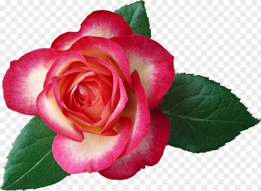 Beauty Flower Bouquet Garden Roses Hybrid Tea Rose Clip Art PNG