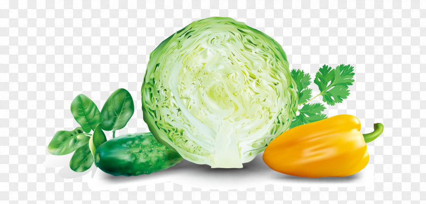 Cabbage Malfouf Salad Euclidean Vector Vegetable PNG
