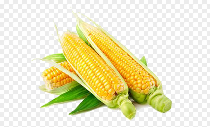 Fresh Corn Popcorn Maize Seed Kernel Field PNG
