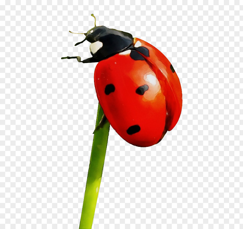 Ladybird Beetle Ant Image PNG